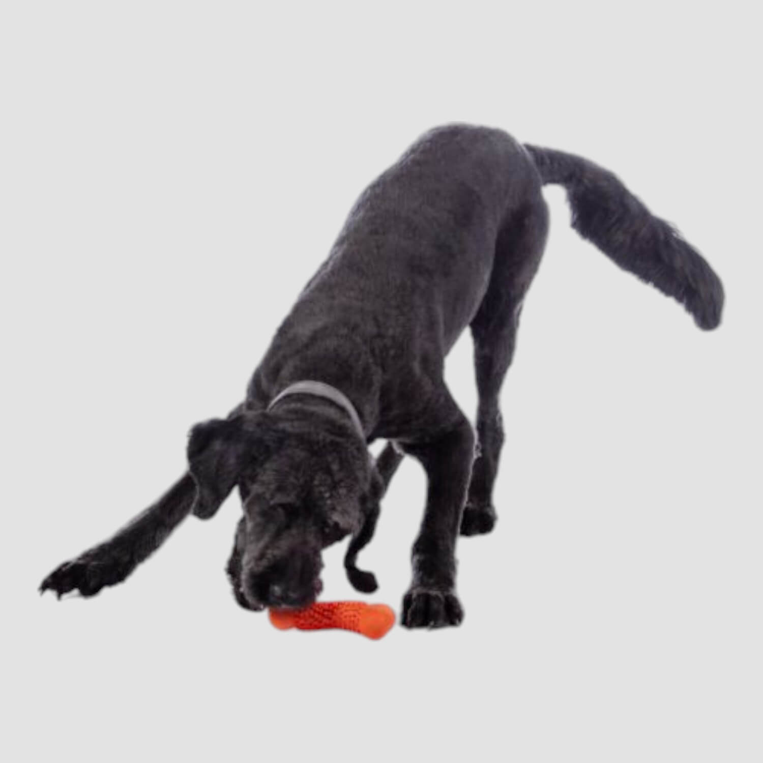 HKM Hundespielzeug Buddy Bone III Naturkautschuk Orange