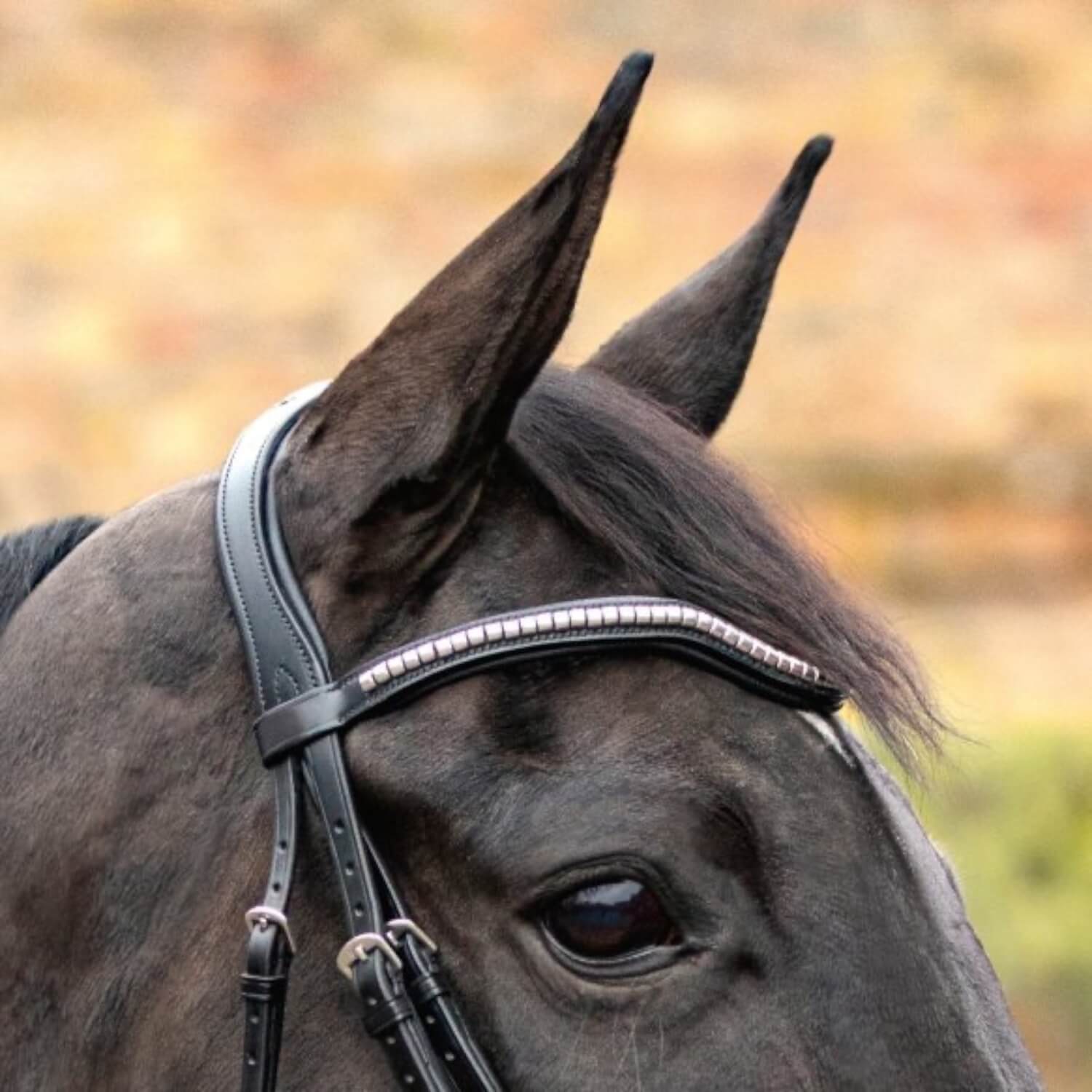 Passier geschwungener Stirnriemen m. kleinen Clinchern