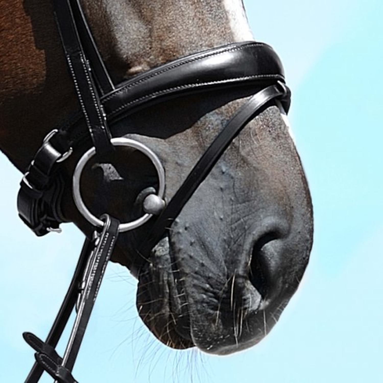 822_Anat_Wn_Spez_Sperr_sch_Pferd_3800x3800 Passier Wechselnasenriemen alle Variationen