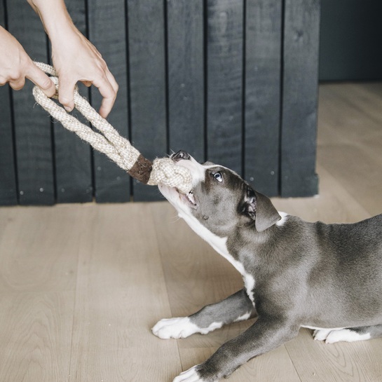 Kentucky Hundespielzeug Baumwollseil Loop