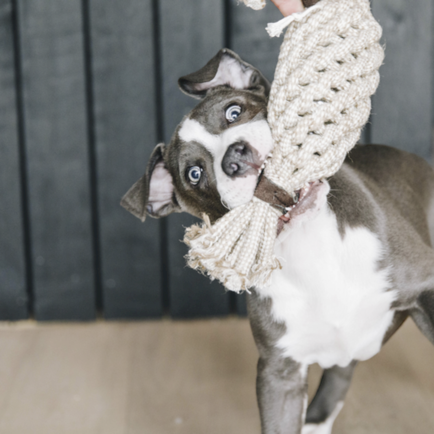 Kentucky Hundespielzeug Baumwollseil Pineapple