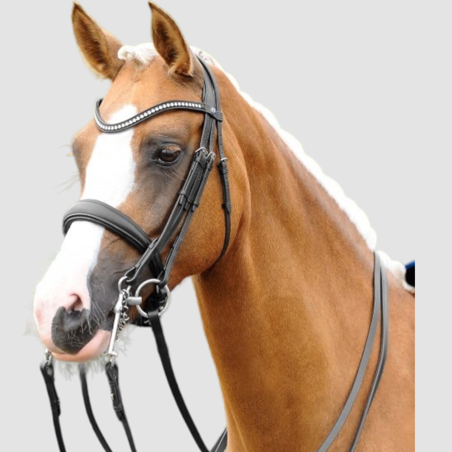 PassierBlu Dream Kandare schwarz - Reithalfter wählbar