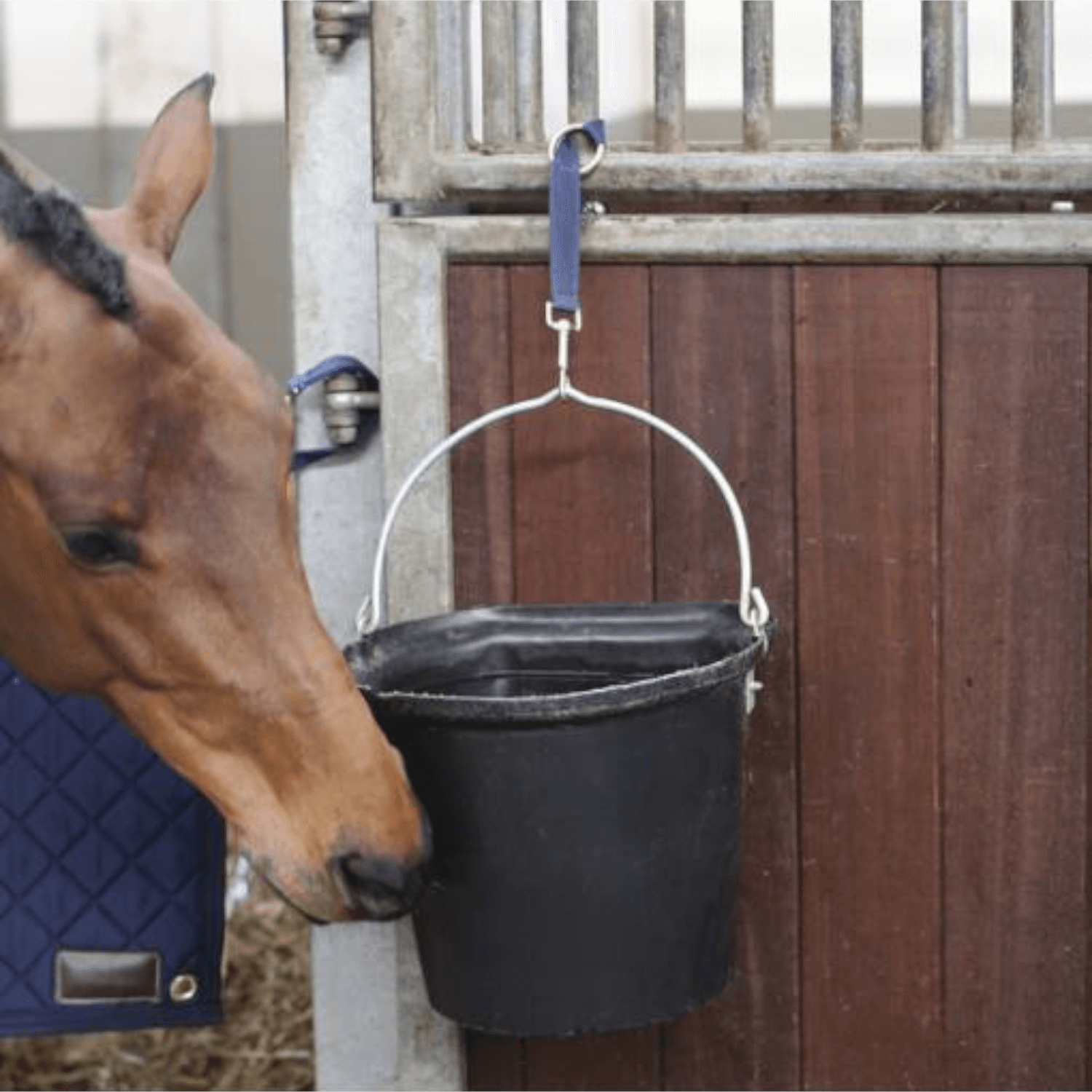 Kentucky Nylon Halter Navy