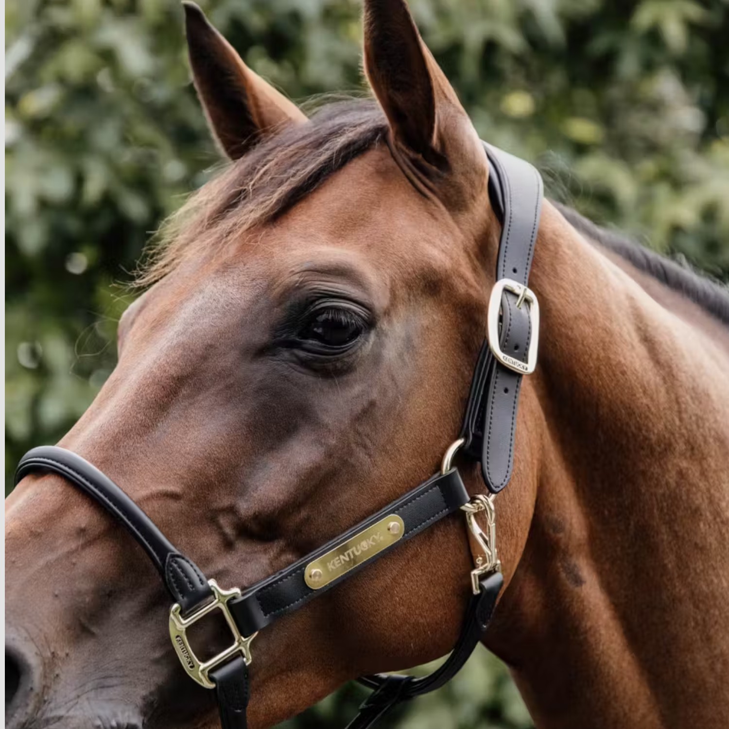 Kentucky Anatomisches Lederhalfter schwarz
