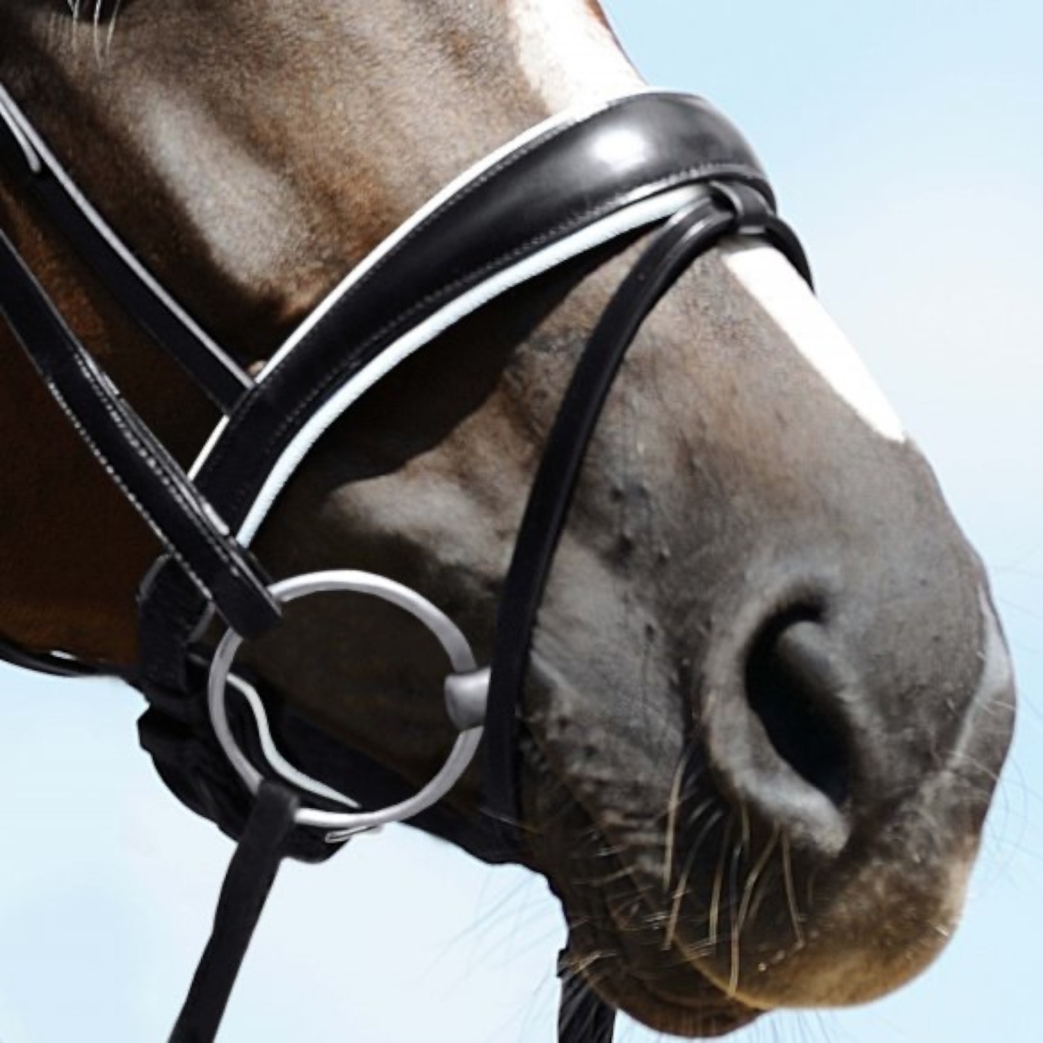 Passier Reithalfter Wechselnasenriemen alle Variationen