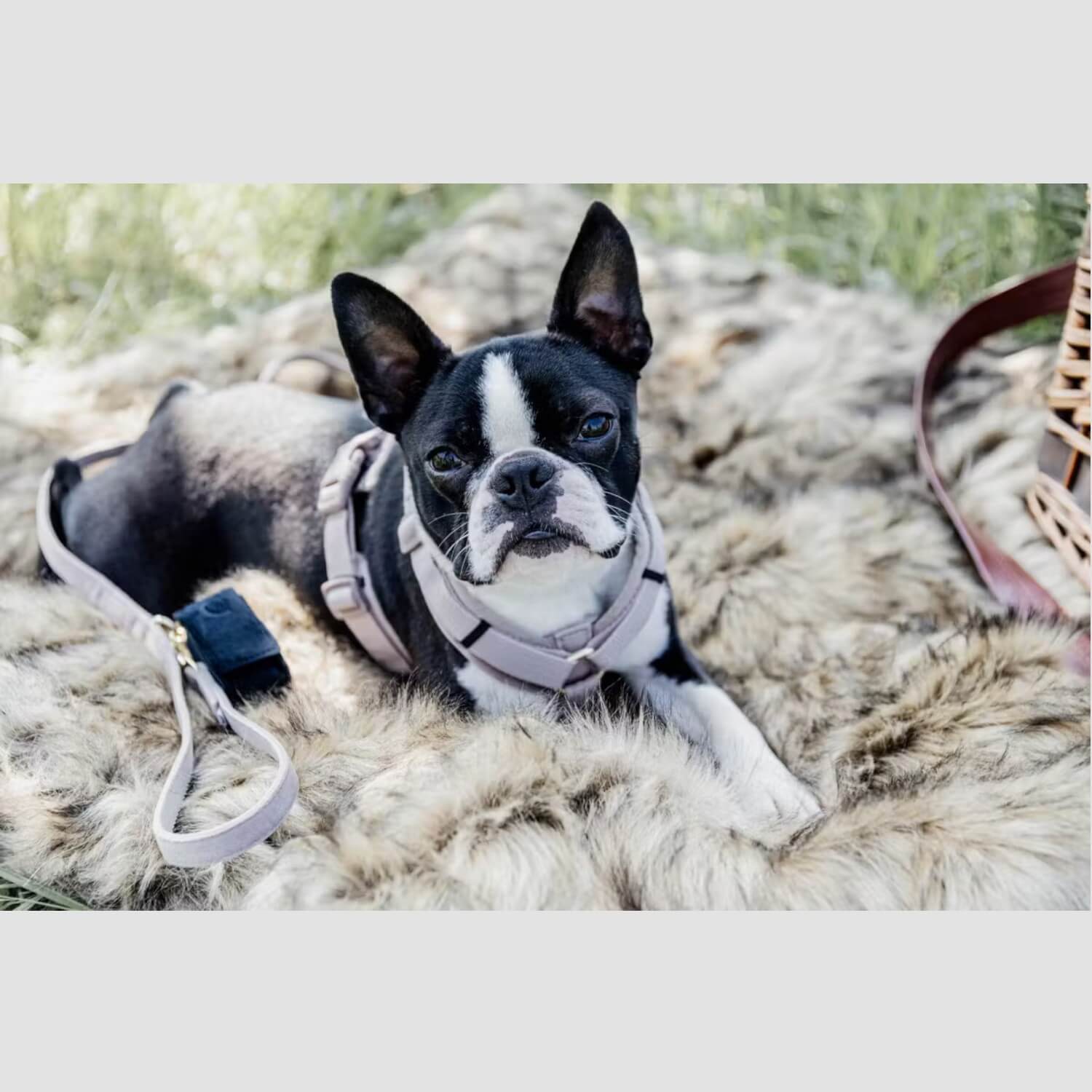 Kentucky Hundegeschirr Aktiv Velvet Beige