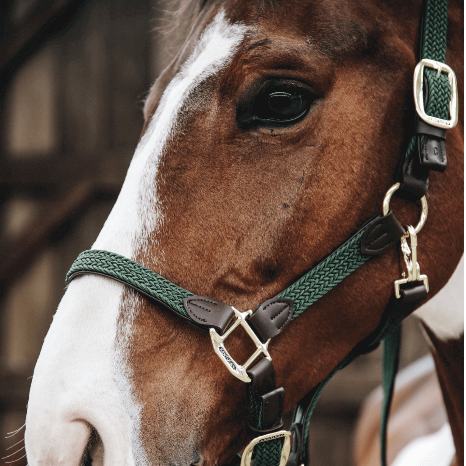 Kentucky Horsewear geflochtenes Nylonhalfter Kentucky Horsewear geflochtenes Nylonhalfter