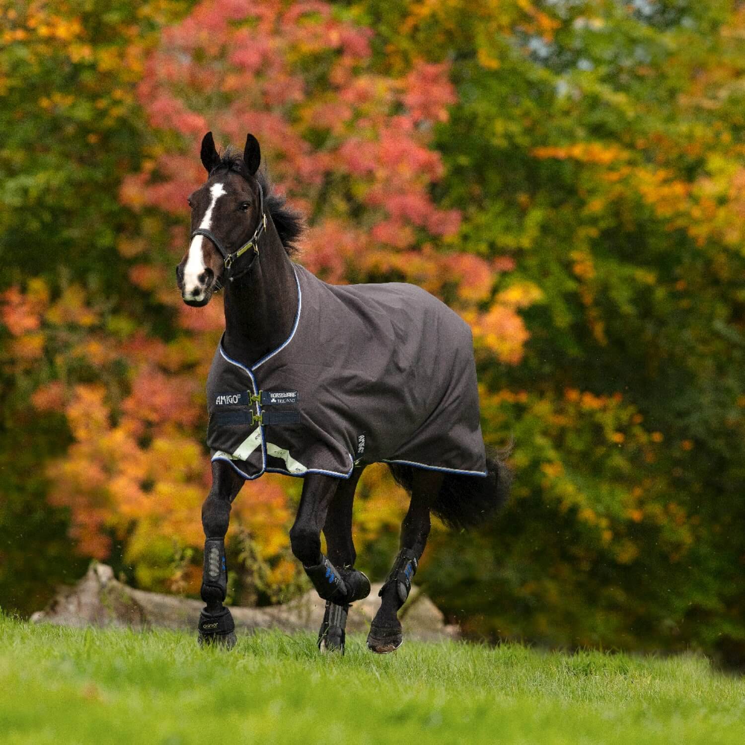 Horseware Weidedecke Amigo Bravo 12 Original 100 g