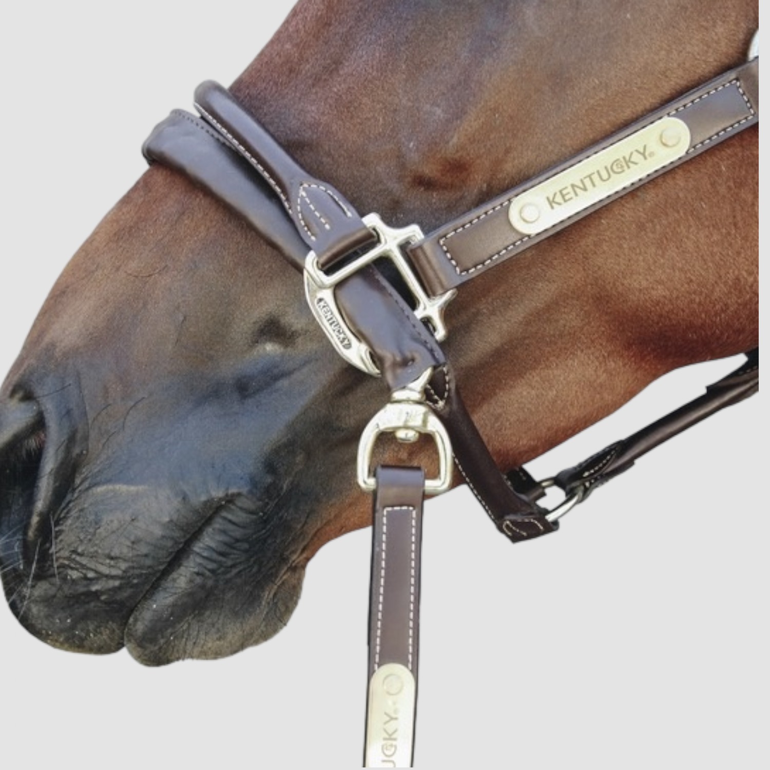 Kentucky Lederführkette Brown