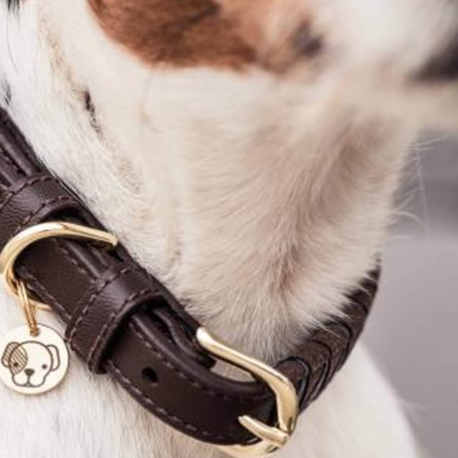 Kentucky Hundehalsband Triangle