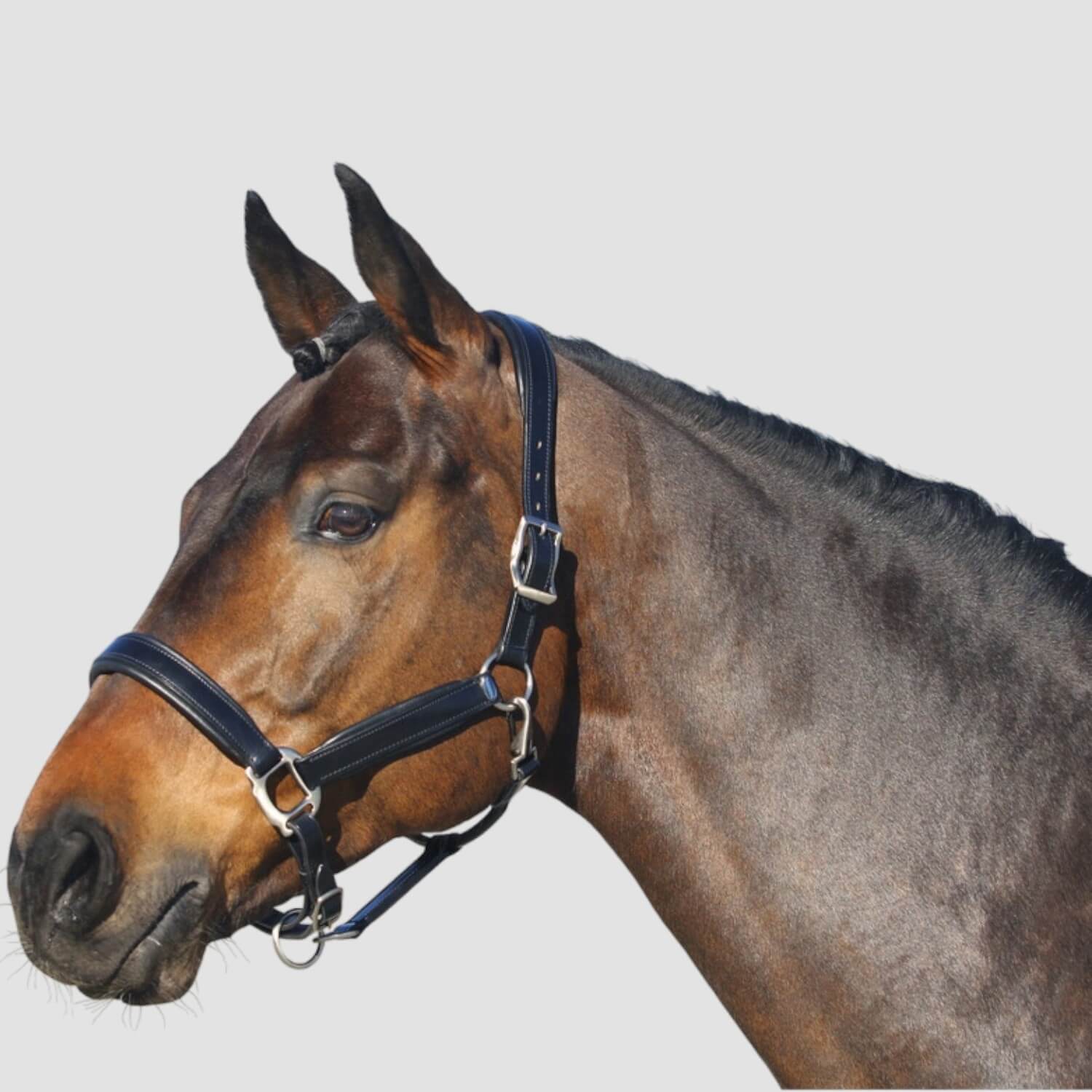 Euroriding Halfter Leder British Line