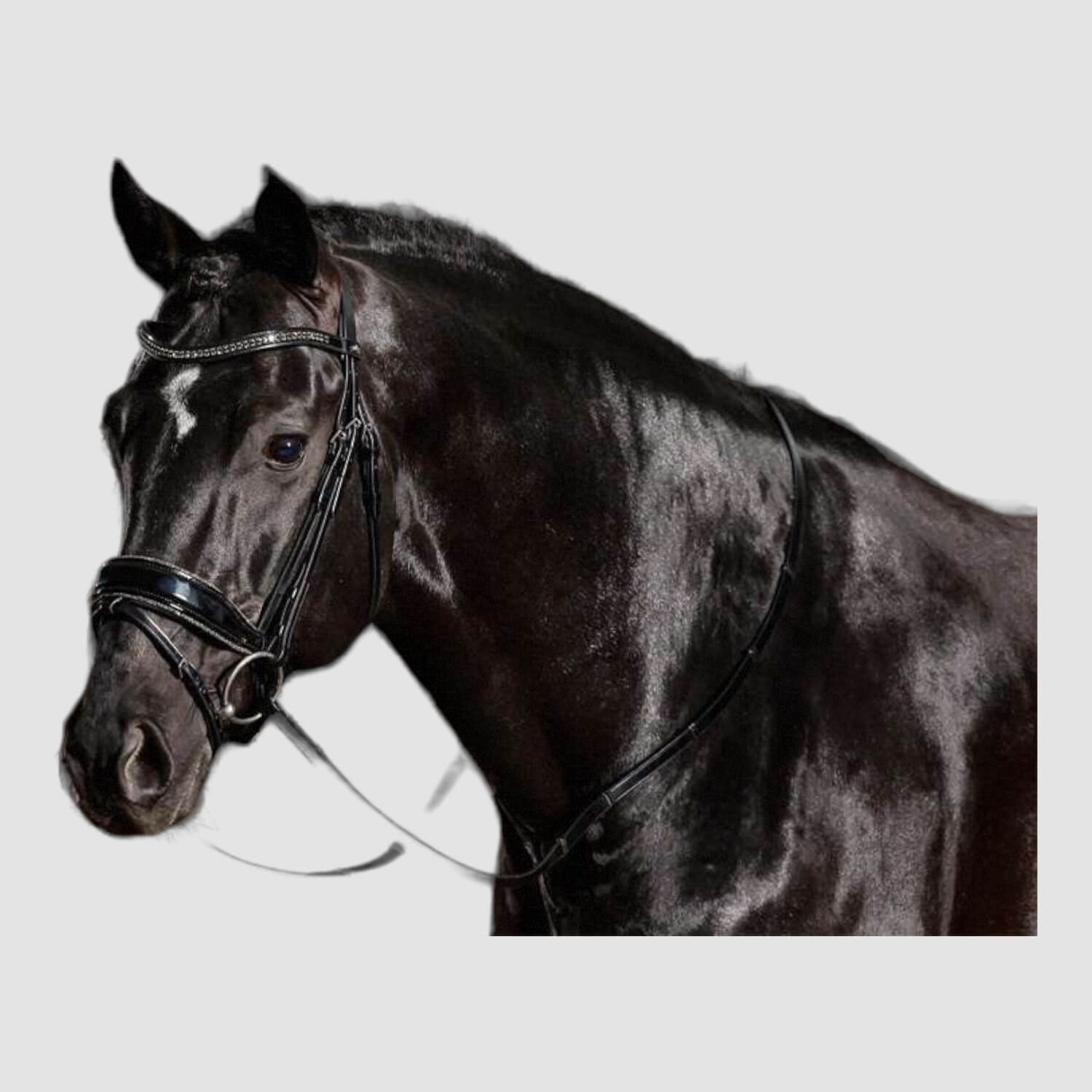 Schockemöhle Sports anatomische Trense Stanford Glam