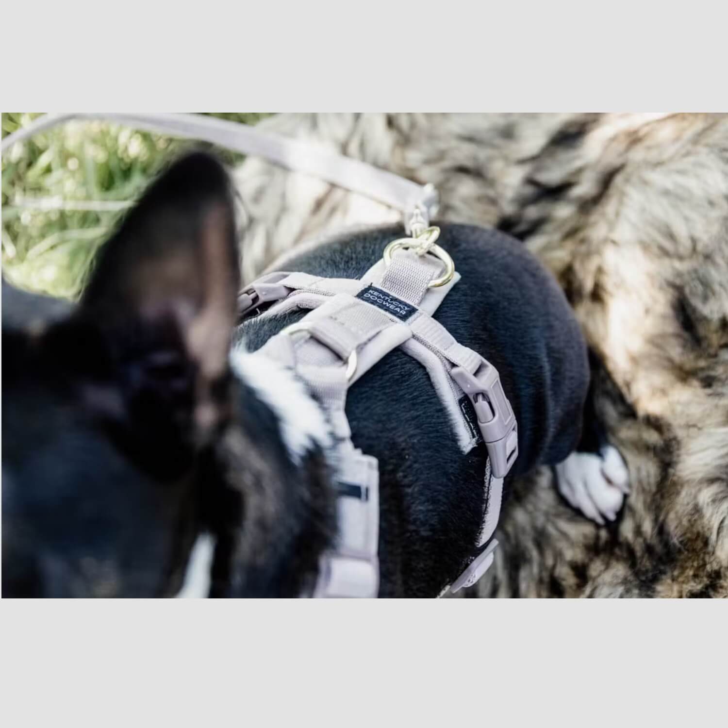 Kentucky Hundegeschirr Aktiv Velvet Beige