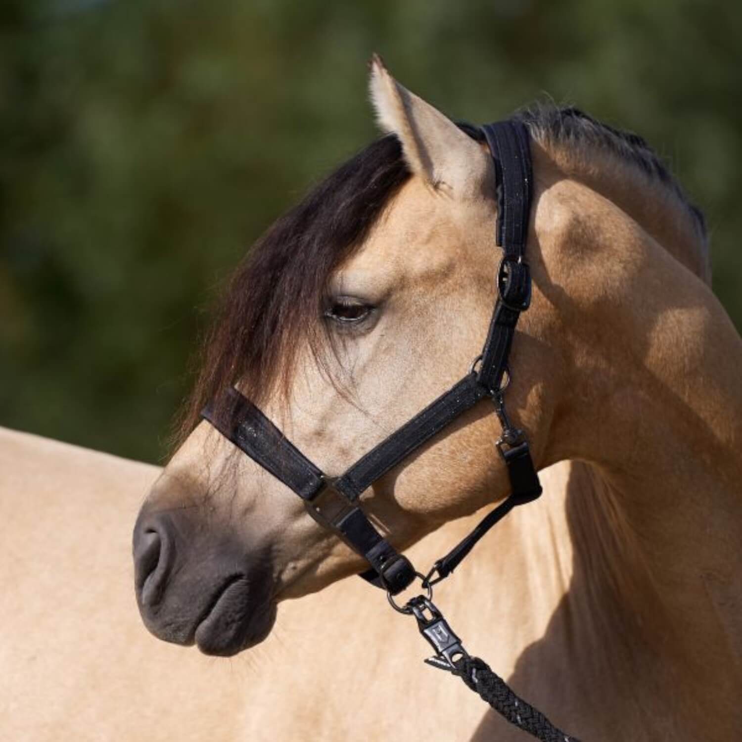 Imperial Riding Halfter IRHSparkle