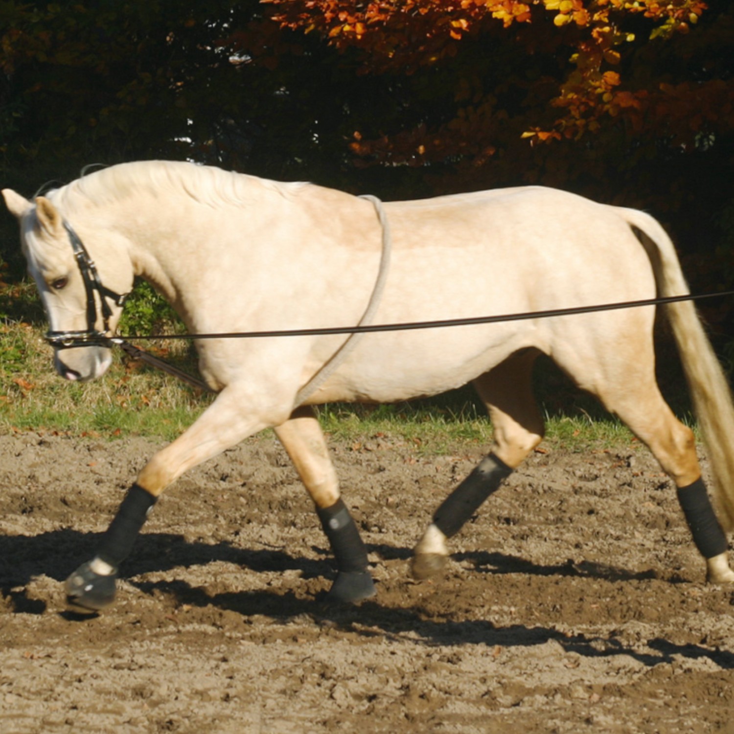 Busse Longierhilfe Cotton