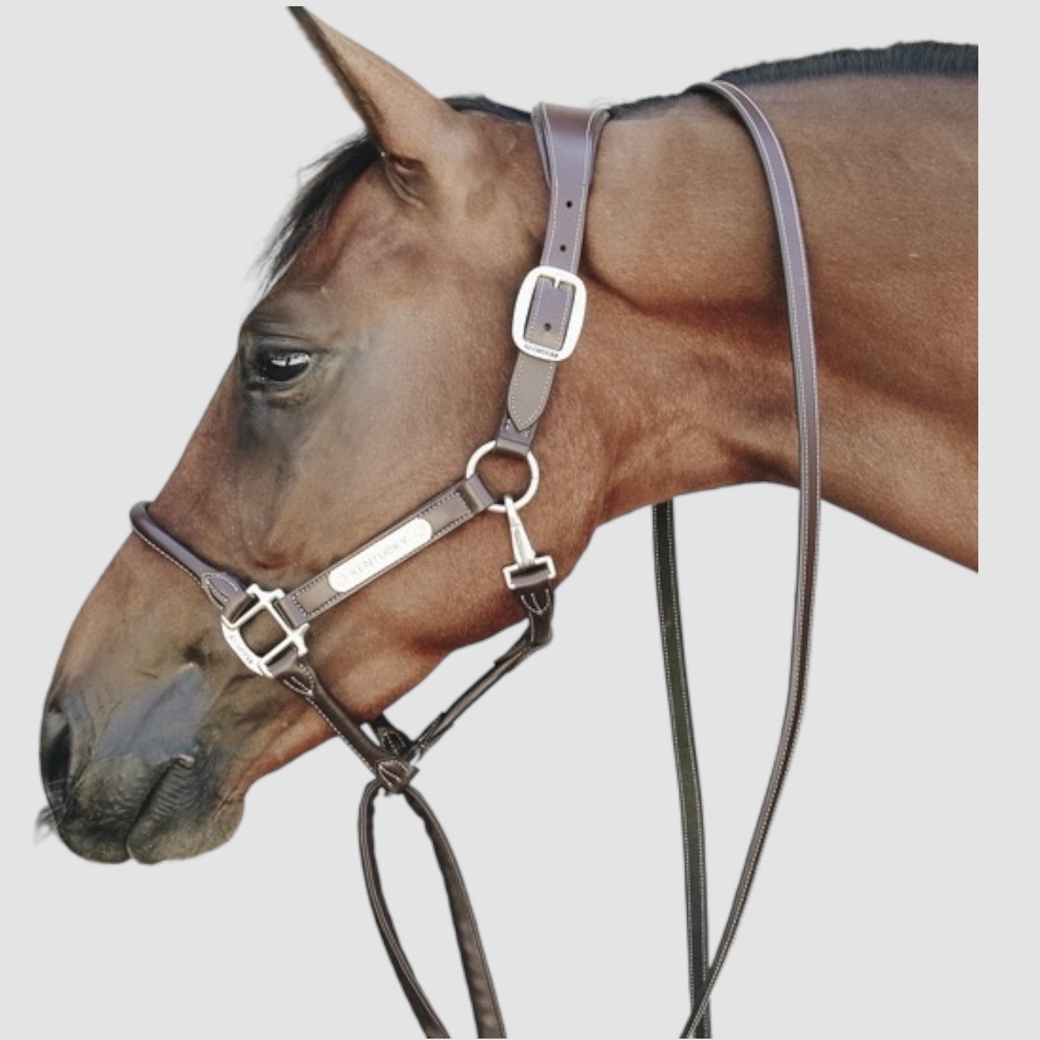 Kentucky Lederführkette Brown