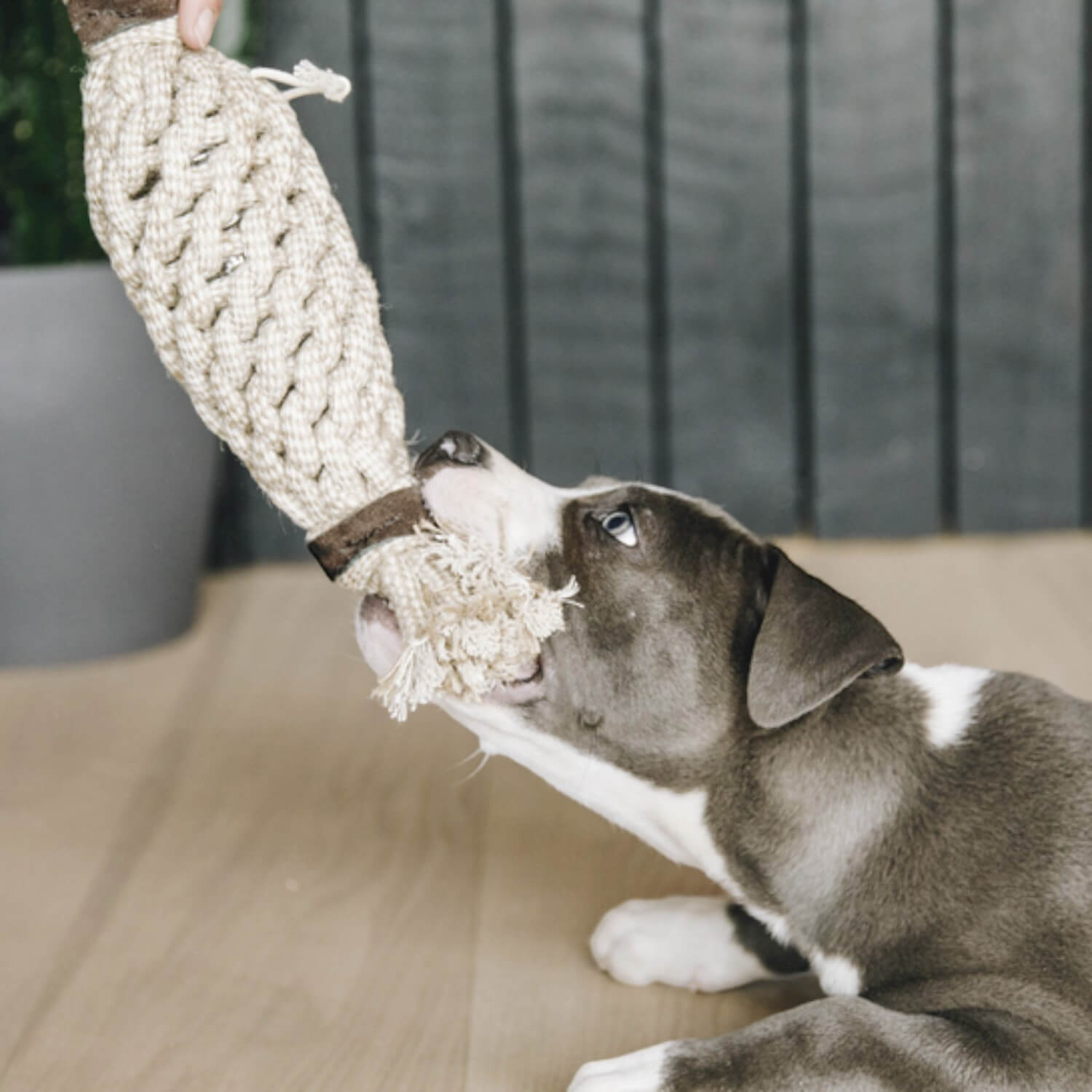 Kentucky Hundespielzeug Baumwollseil Pineapple