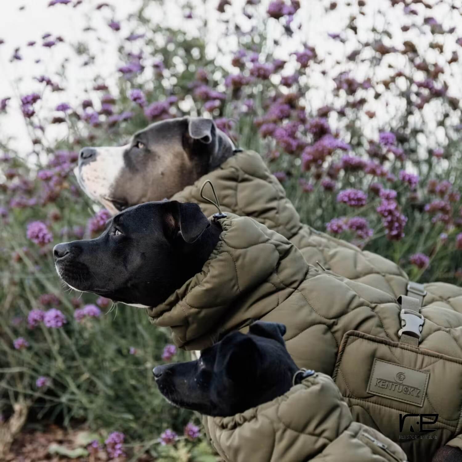 Kentucky Winter Hundemantel Pina grün