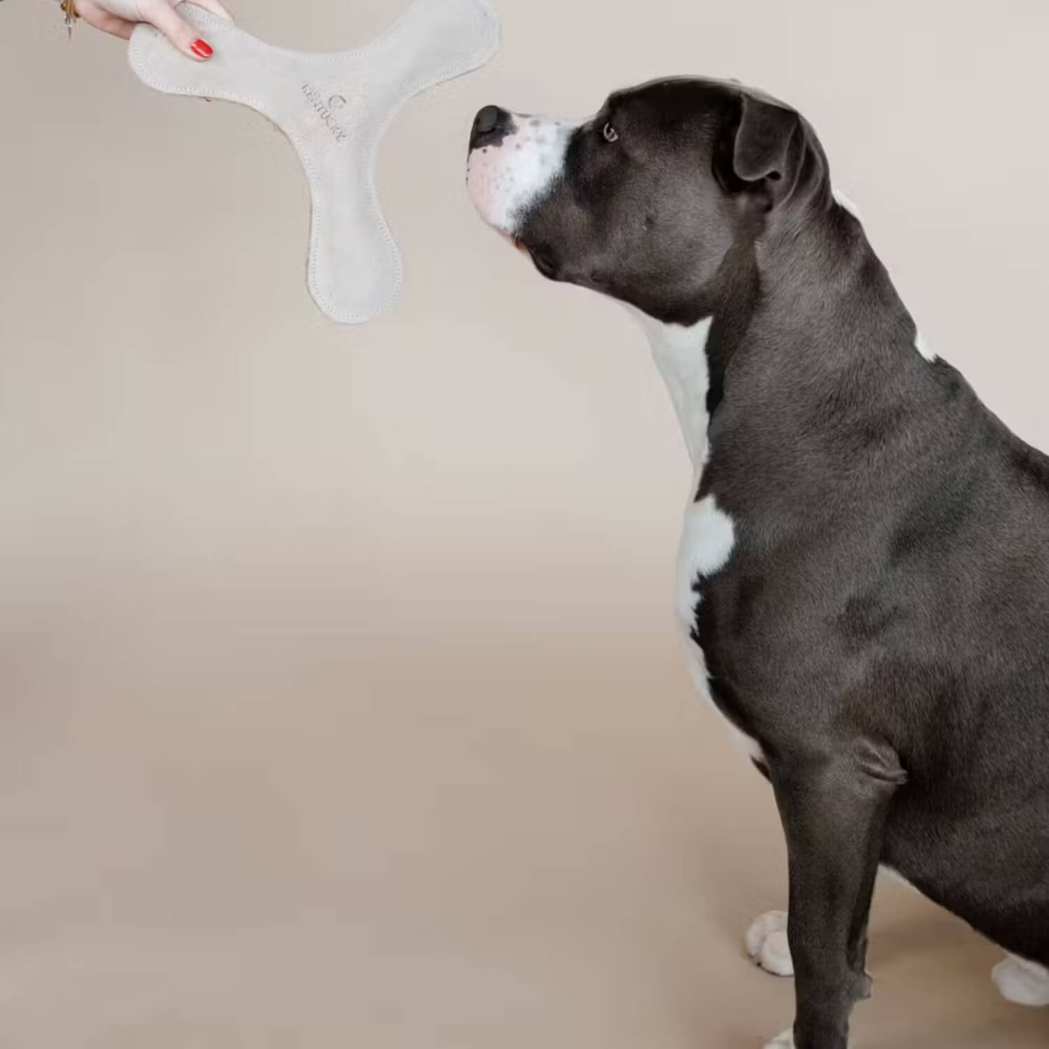 Kentucky Hundespielzeug Pastell Bumerang