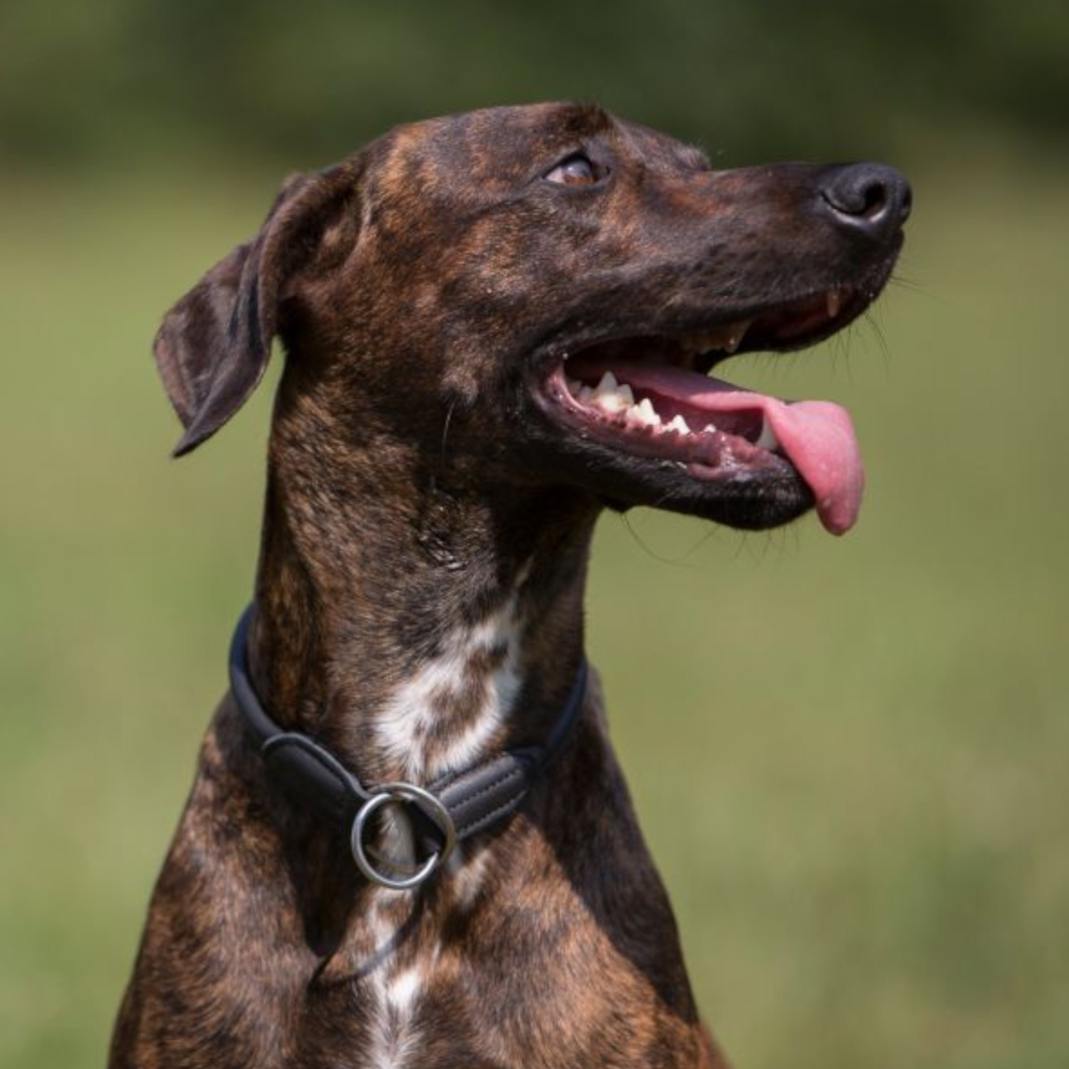 Kieffer Ausbildungshalsband Ultra Soft 45 cm Schwarz