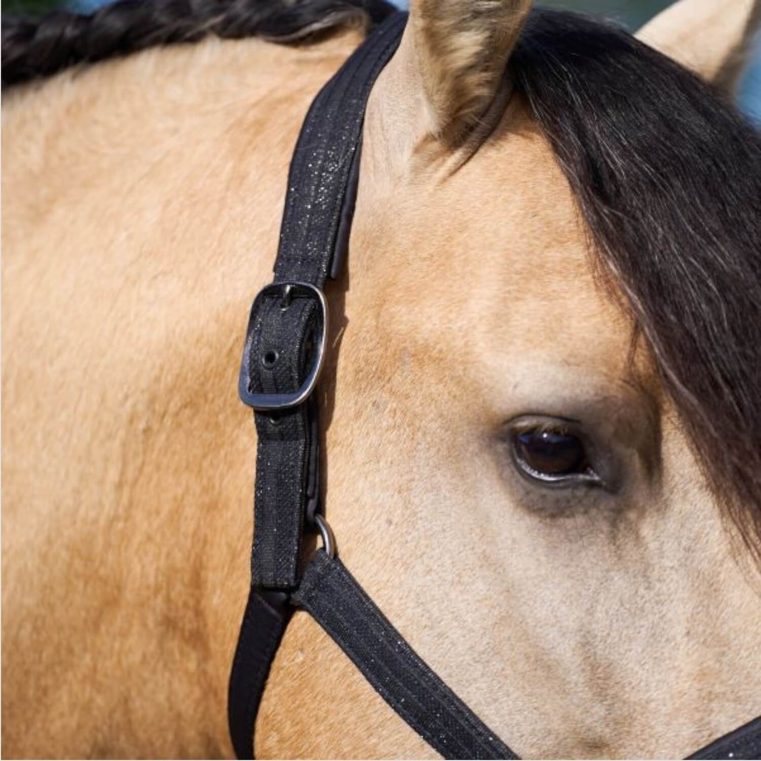 Imperial Riding Halfter IRHSparkle