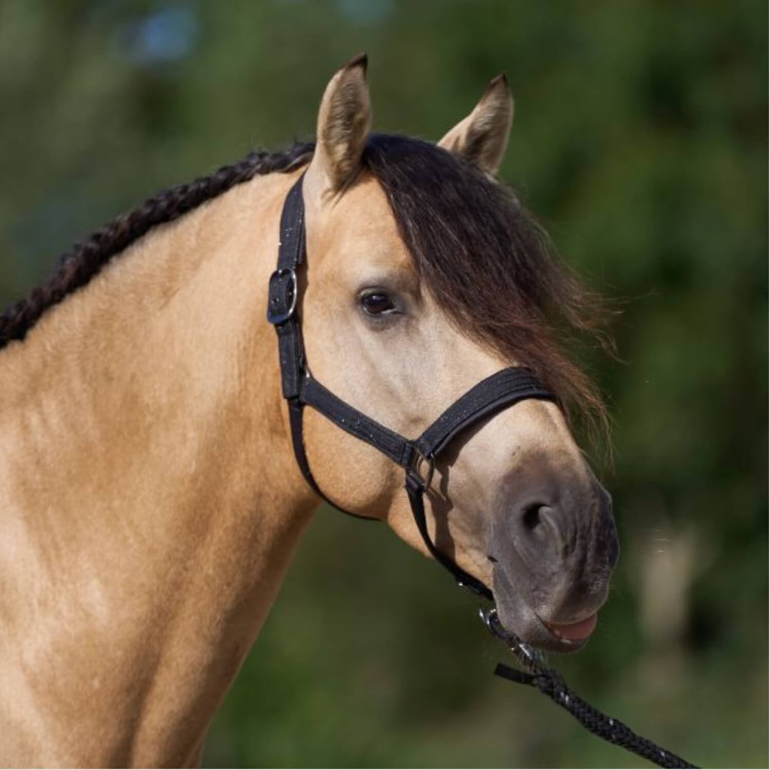 Imperial Riding Halfter IRHSparkle