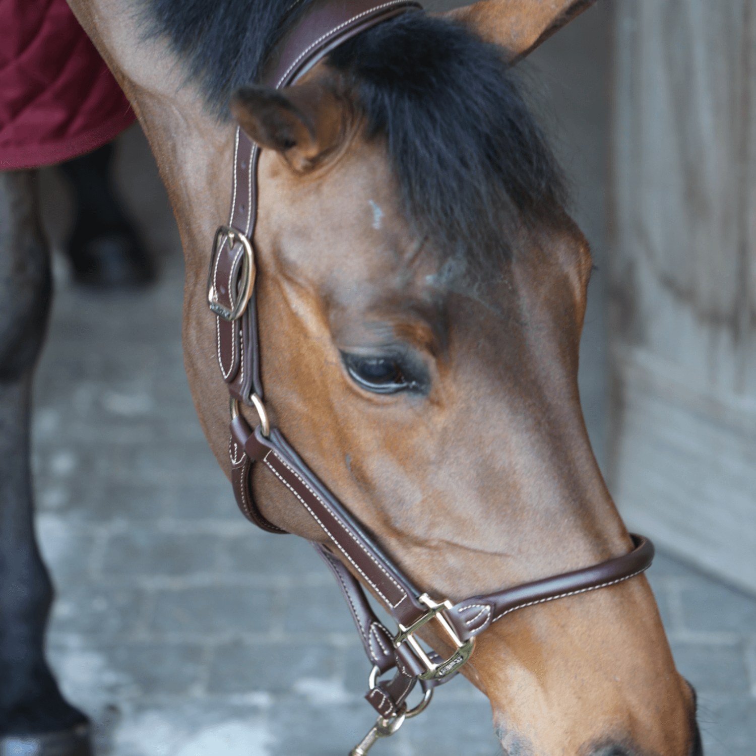Kentucky Anatomisches Lederhalfter braun