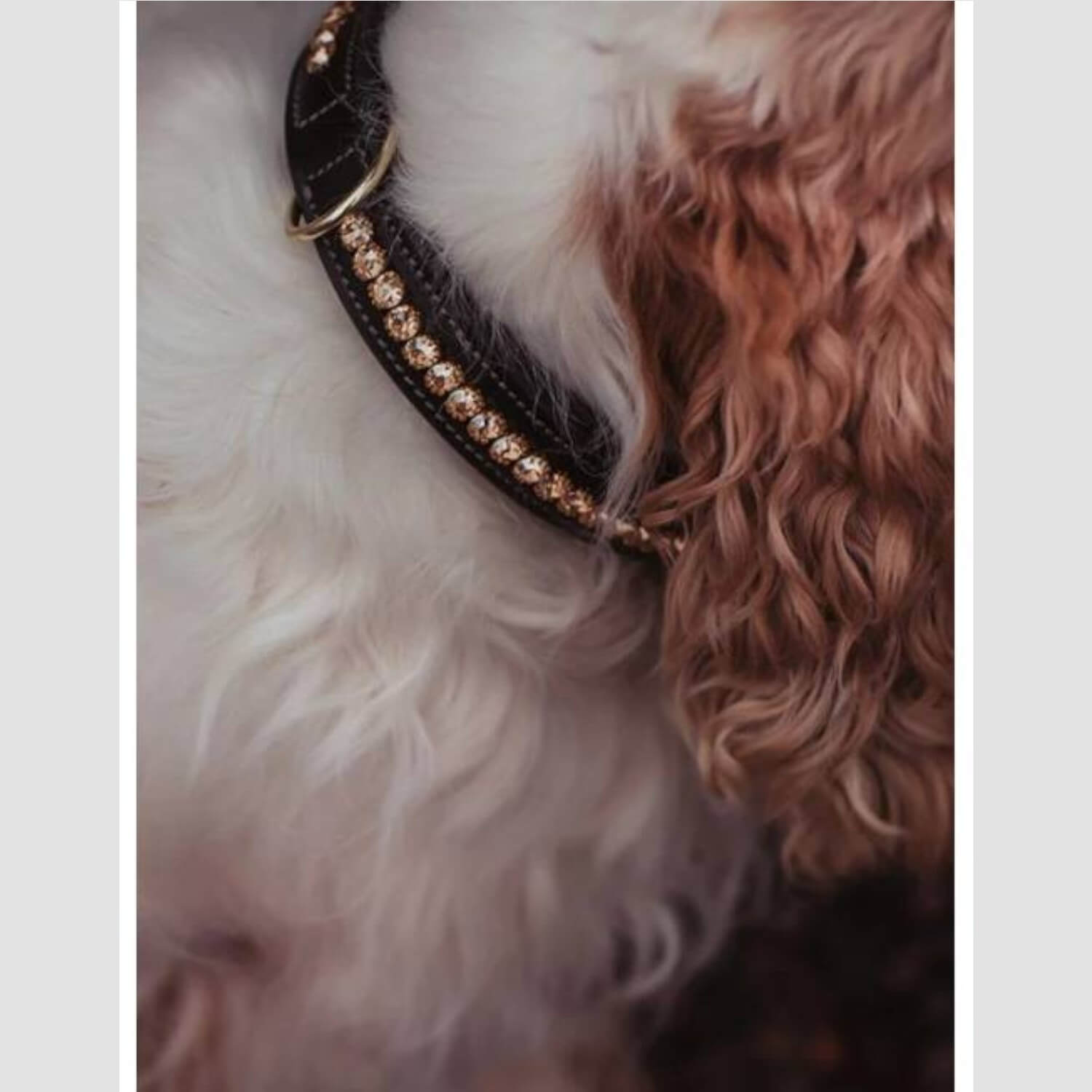 Equestrian Stockholm Hundehalsband Champagne