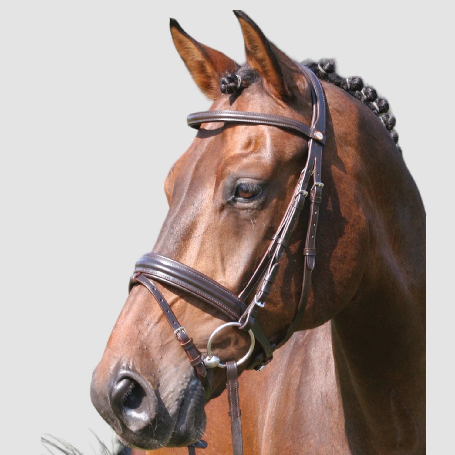 Melzer Trense Bad Harzburg