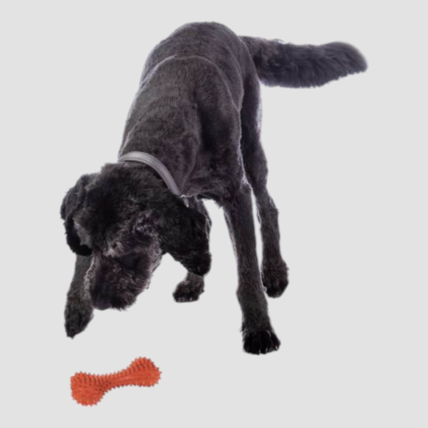 HKM Hundespielzeug Buddy Bone I Naturkautschuk Orange