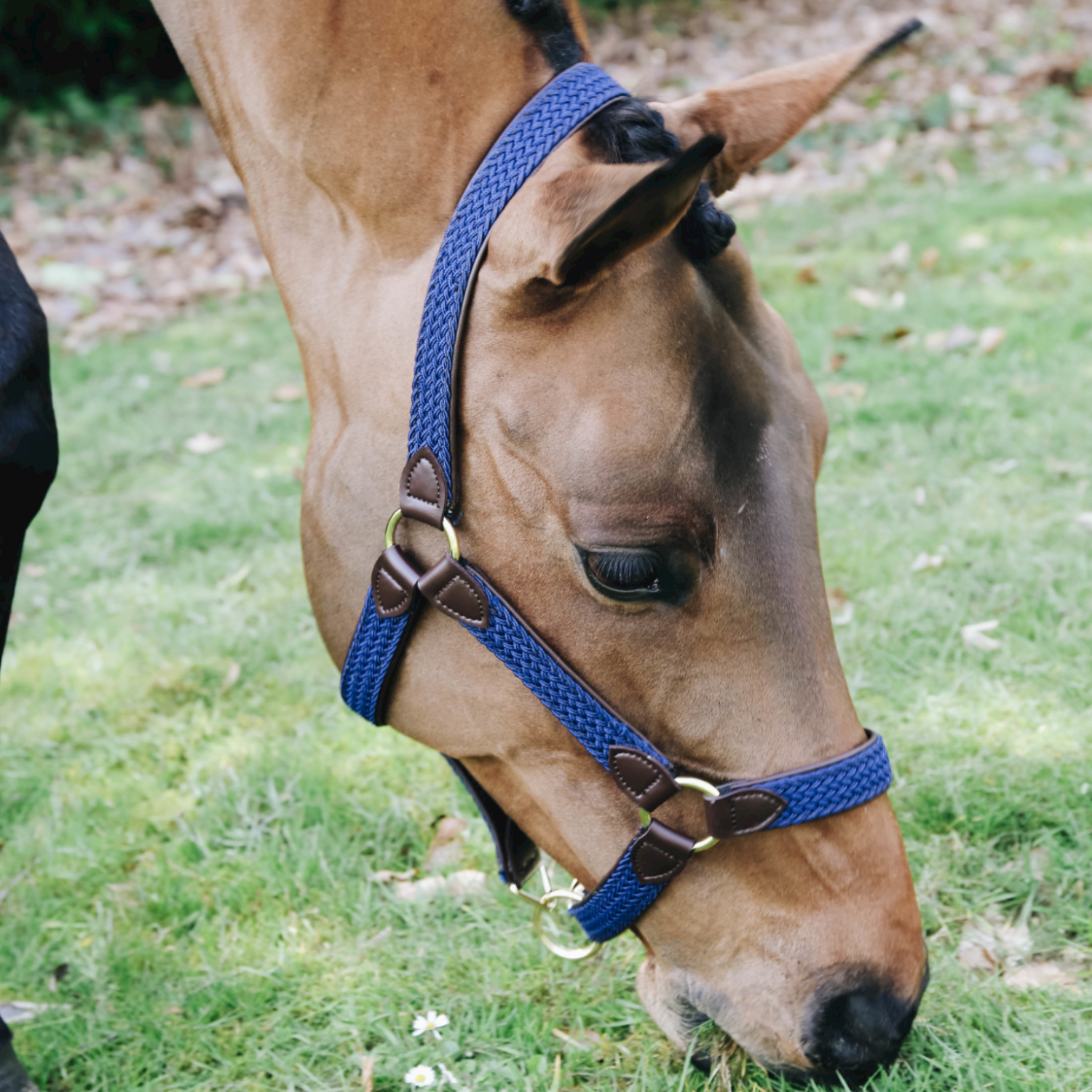 Kentucky Horsewear geflochtenes Nylonhalfter Kentucky Horsewear geflochtenes Nylonhalfter