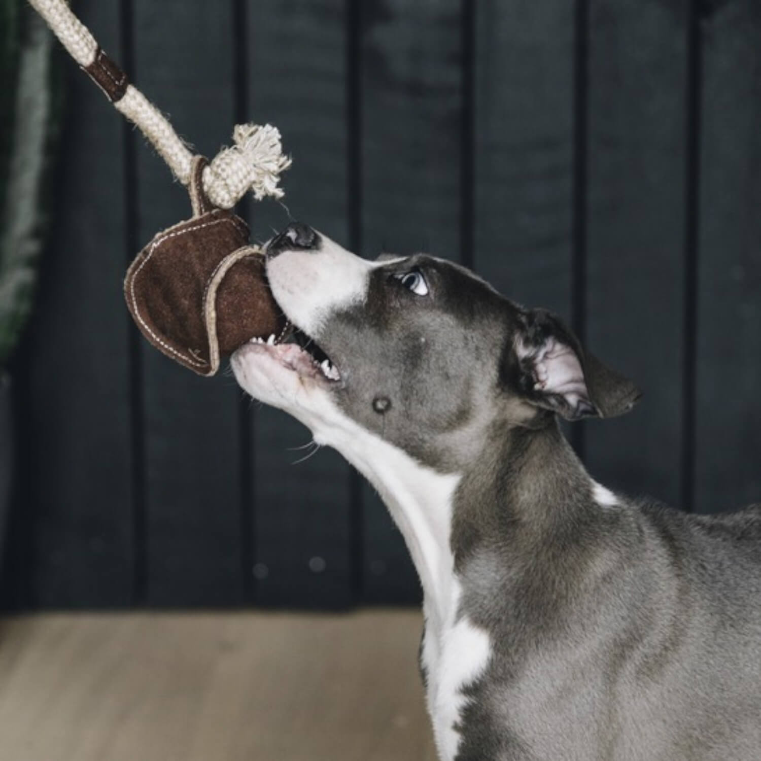Kentucky Hundespielzeug Baumwollseil Baseball
