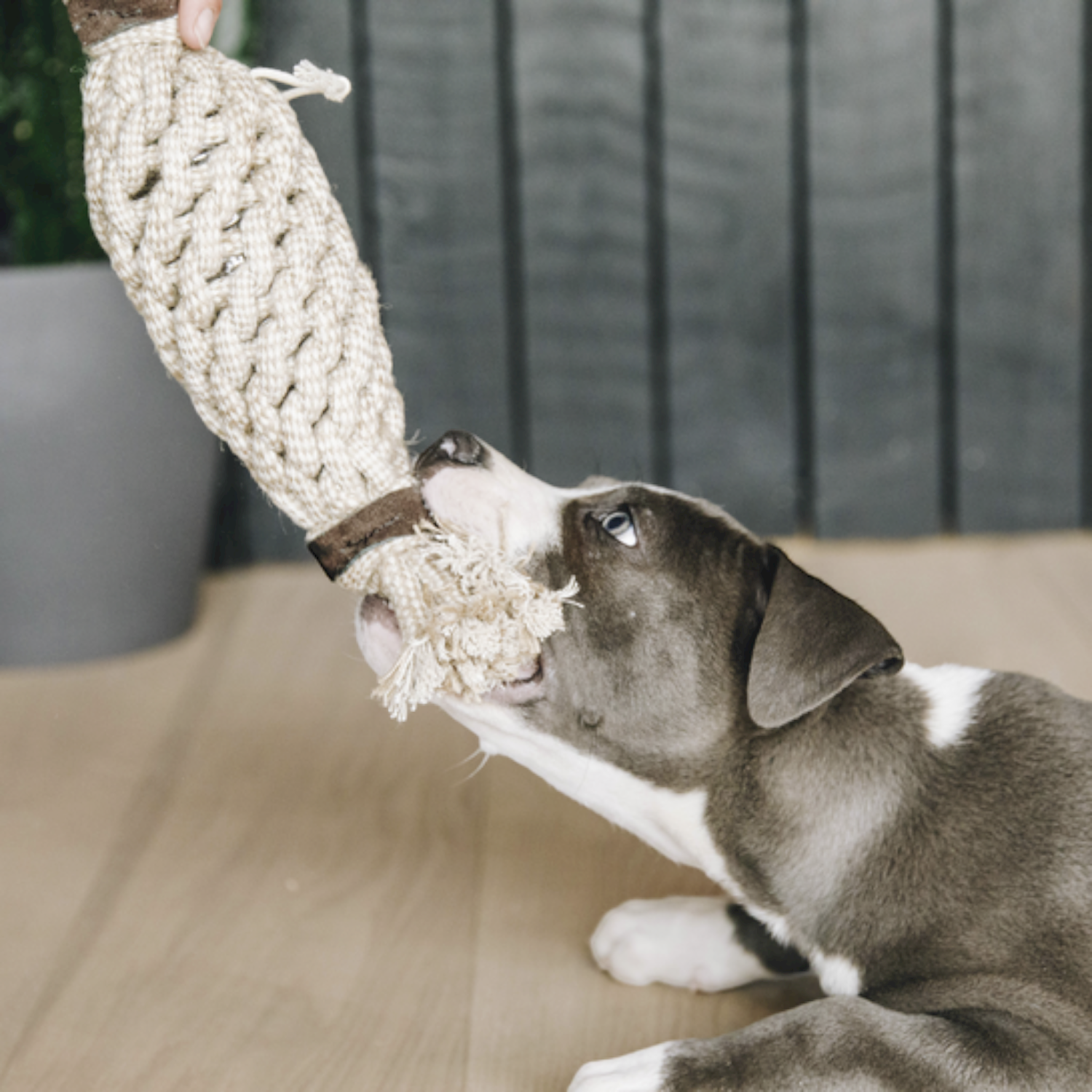 Kentucky Hundespielzeug Baumwollseil Pineapple