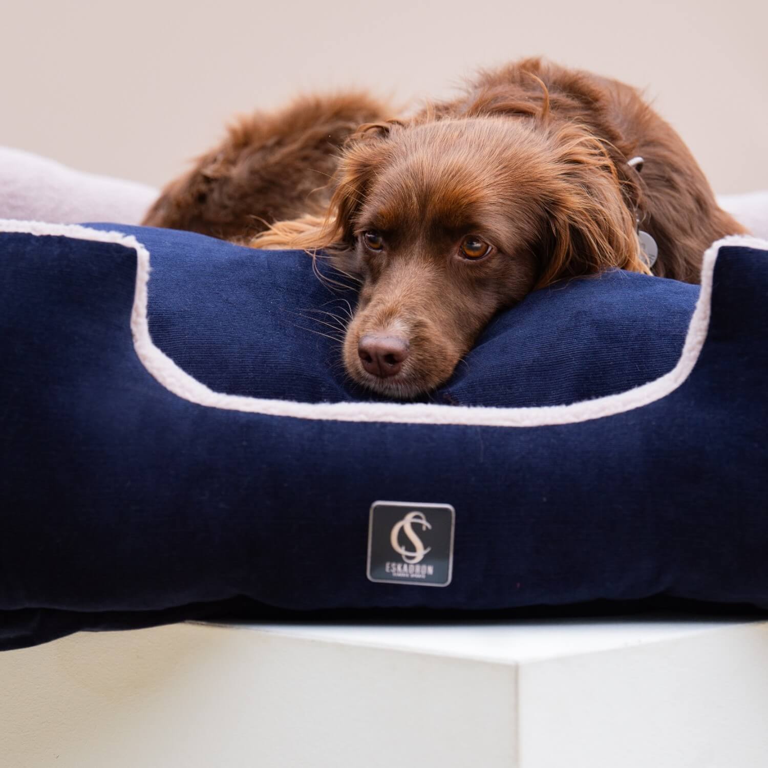 Eskadron Hundebett Cord navy Gr. S  Classic Sports 24 S/S