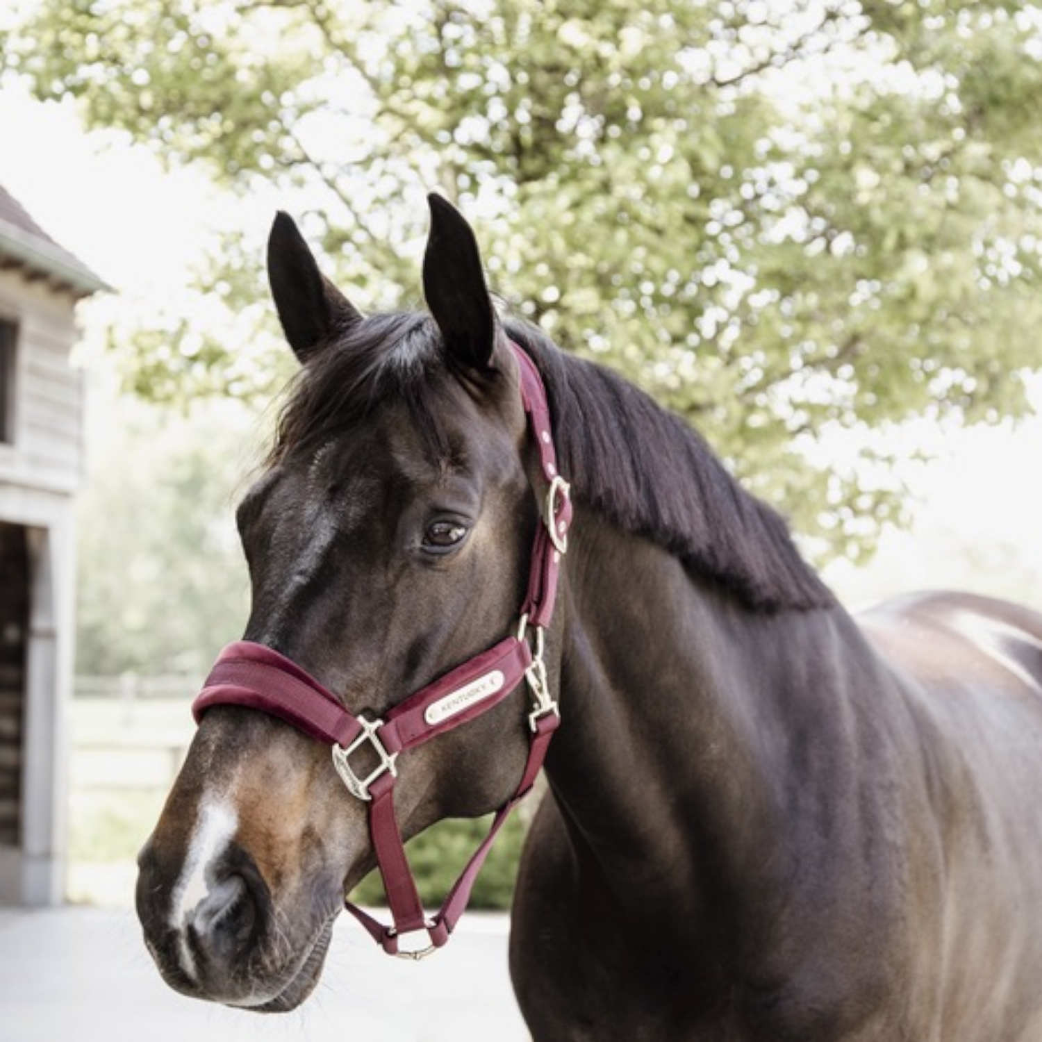 Kentucky Halfter Velvet