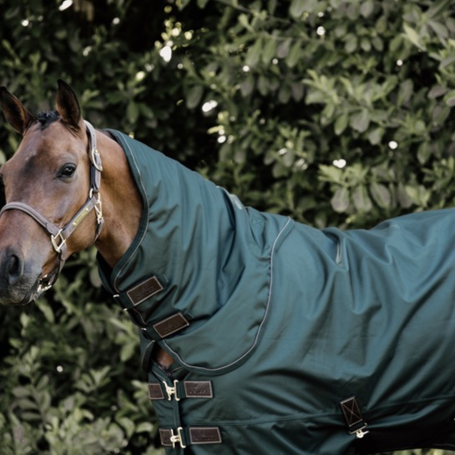 Kentucky Weidedecke All Weather Pro 160gr.